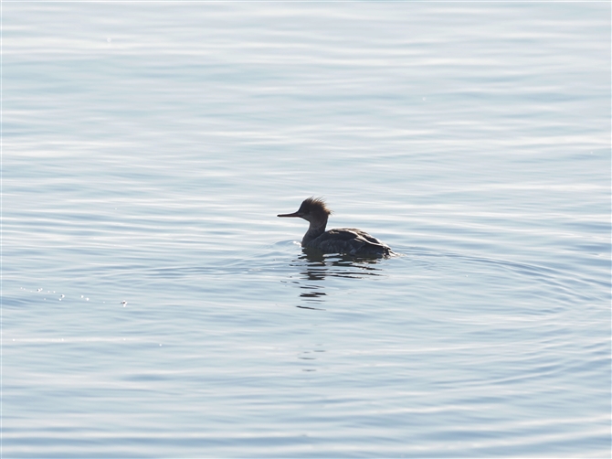 E~ACT,Red-breasted Merganser